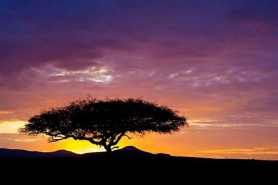 Kenya Masai Mara Sunrise silhouette acacia tree Canvas Art - Jaynes Gallery DanitaDelimont (34 x 23)