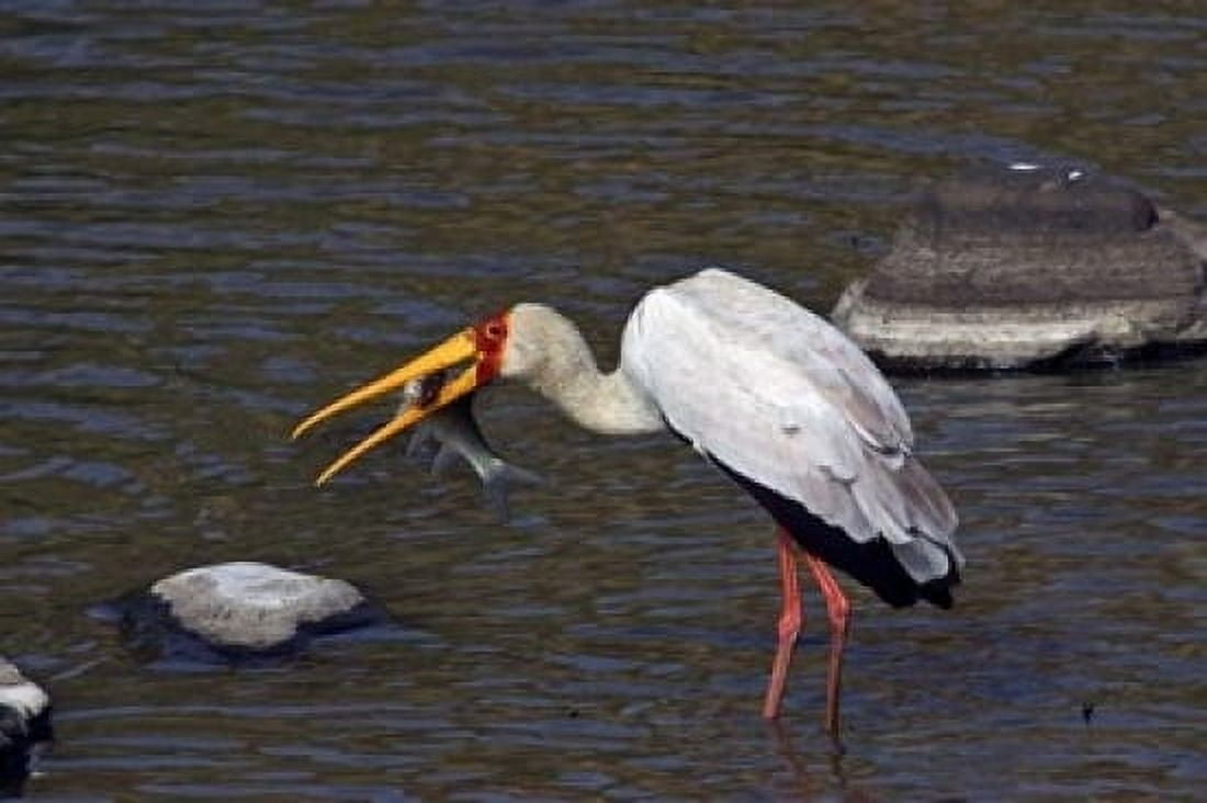 Kenya Masai Mara Yellow-billed stork fish prey Canvas Art - Jaynes Gallery DanitaDelimont (36 x 24)