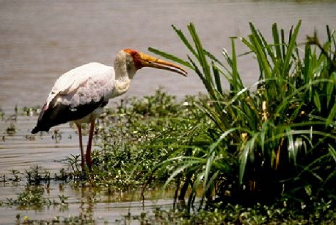 Kenya Masai Mara Yellowbilled stork bird Canvas Art - Alison Jones DanitaDelimont (34 x 23)