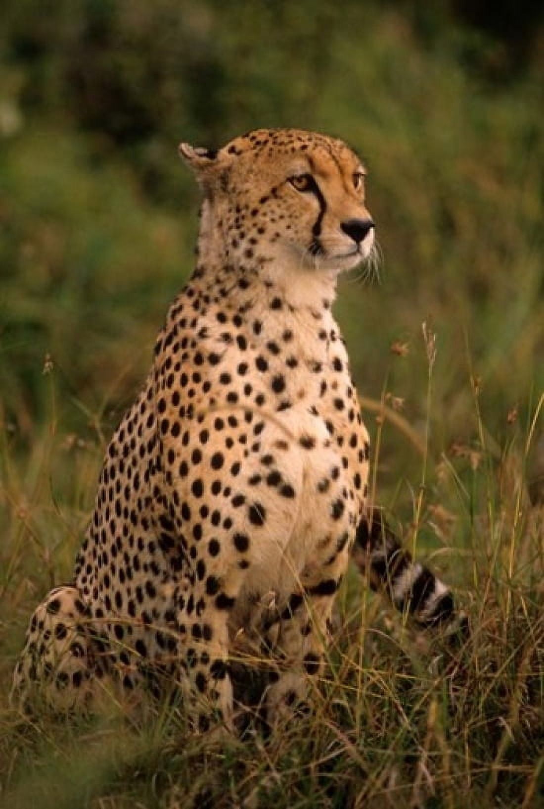 Kenya Masai Mara head of mating cheetah Canvas Art - Alison Jones DanitaDelimont (11 x 17)