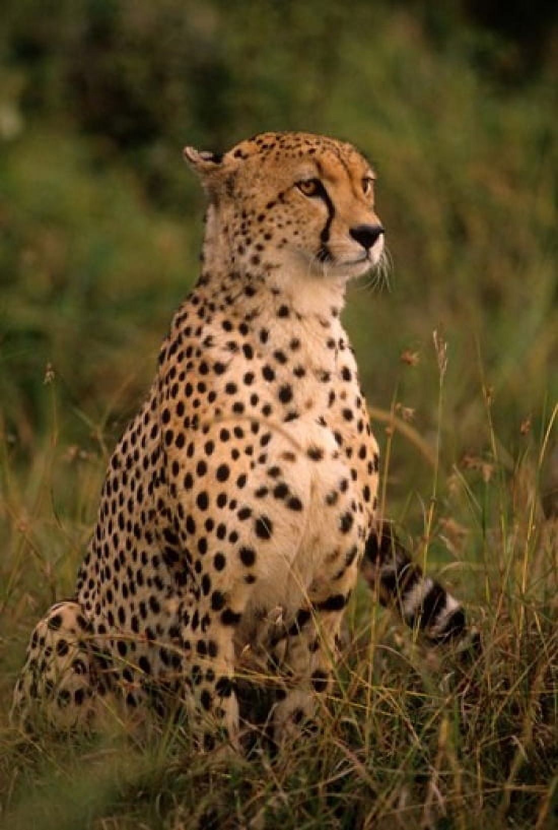 Kenya Masai Mara head of mating cheetah Canvas Art - Alison Jones DanitaDelimont (23 x 34)