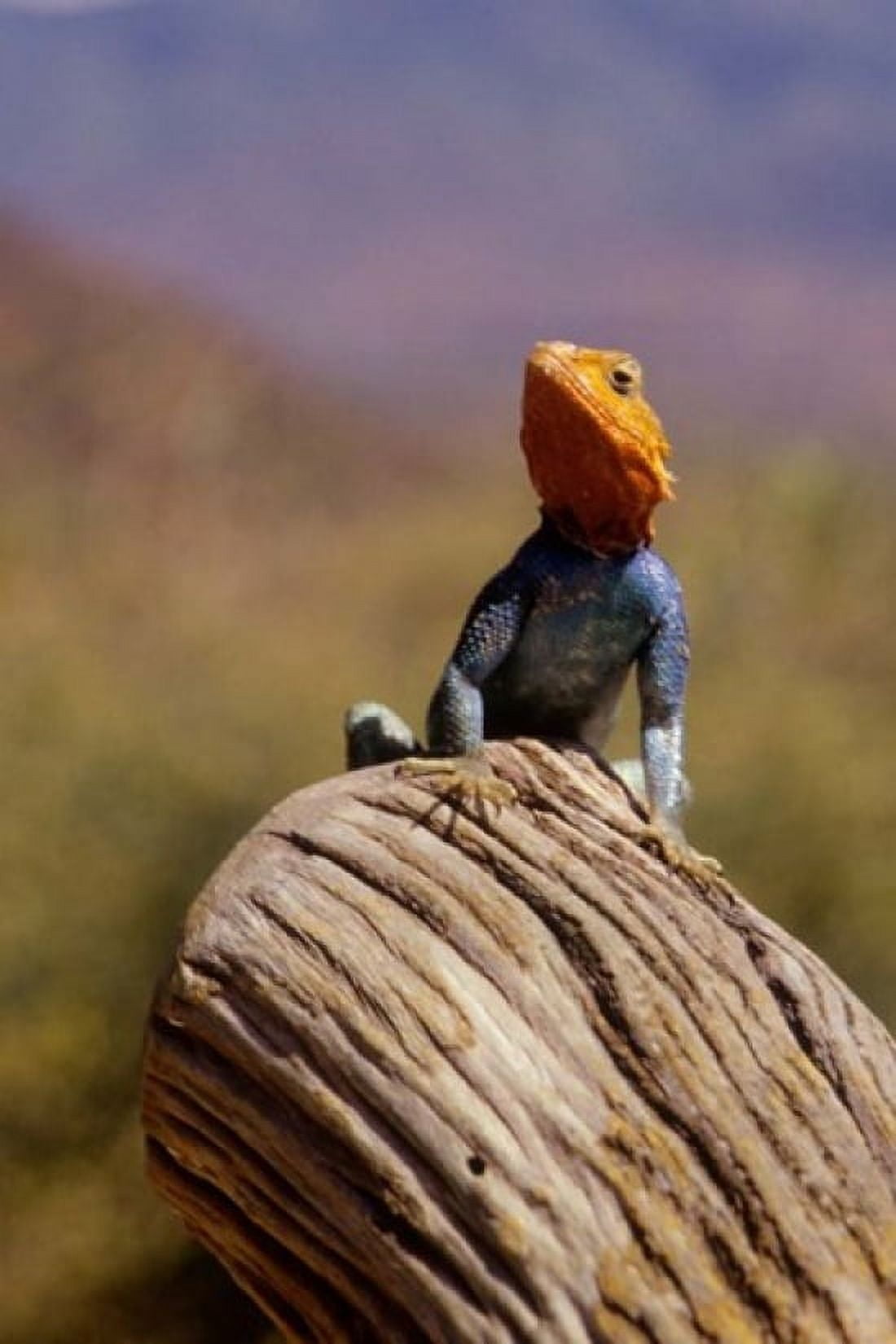 Kenya Namunyak Conservation Area Agama Lizard on rock Canvas Art - Alison Jones DanitaDelimont (23 x 34)