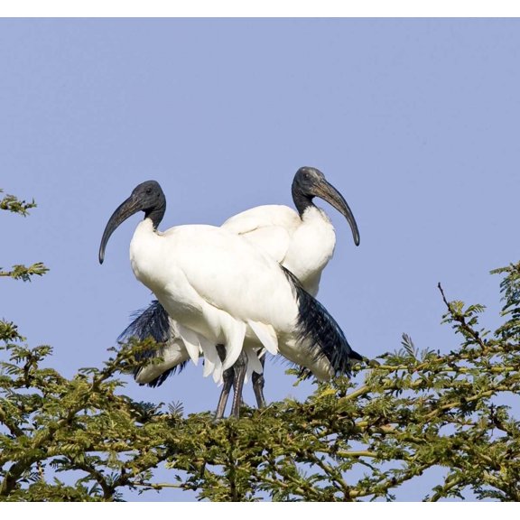 Kenya Pair of sacred ibis birds stand on limbs by Joanne Williams (12 x 11)
