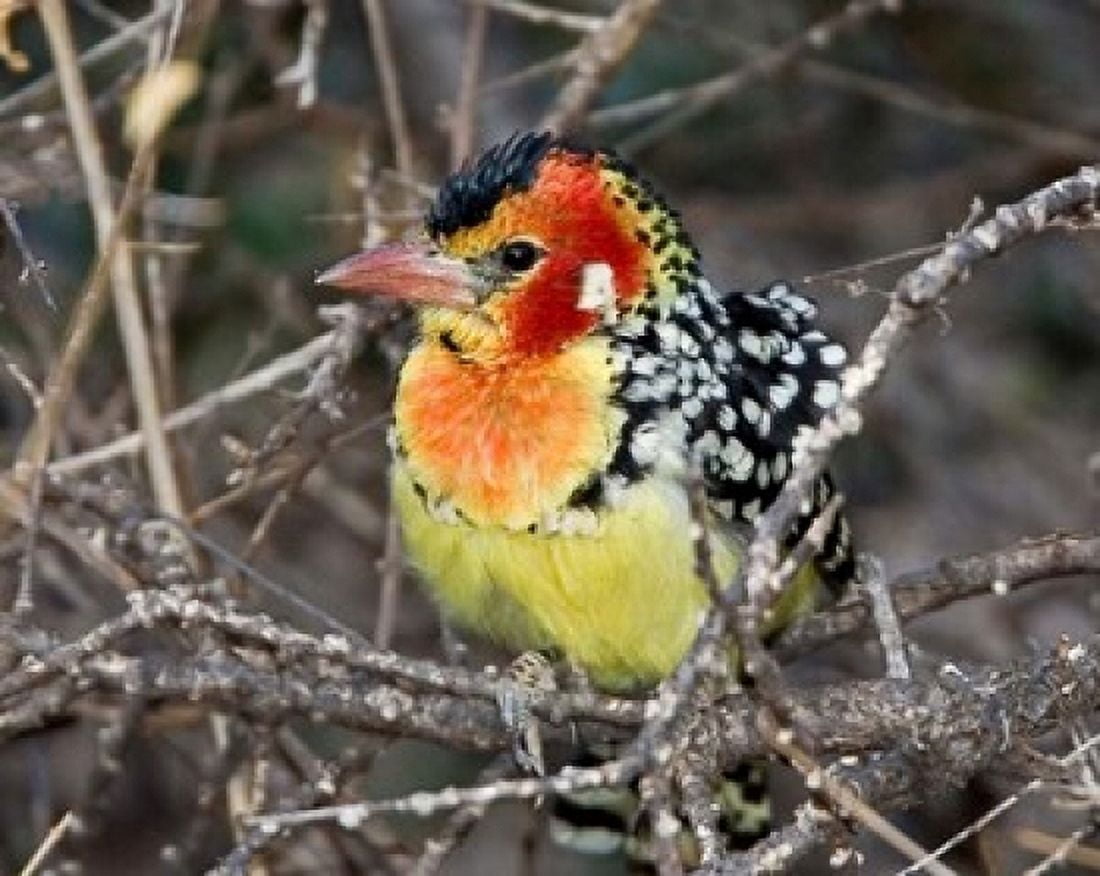 Kenya Red and yellow barbet bird on tree limb Canvas Art - Jaynes Gallery DanitaDelimont (35 x 28)