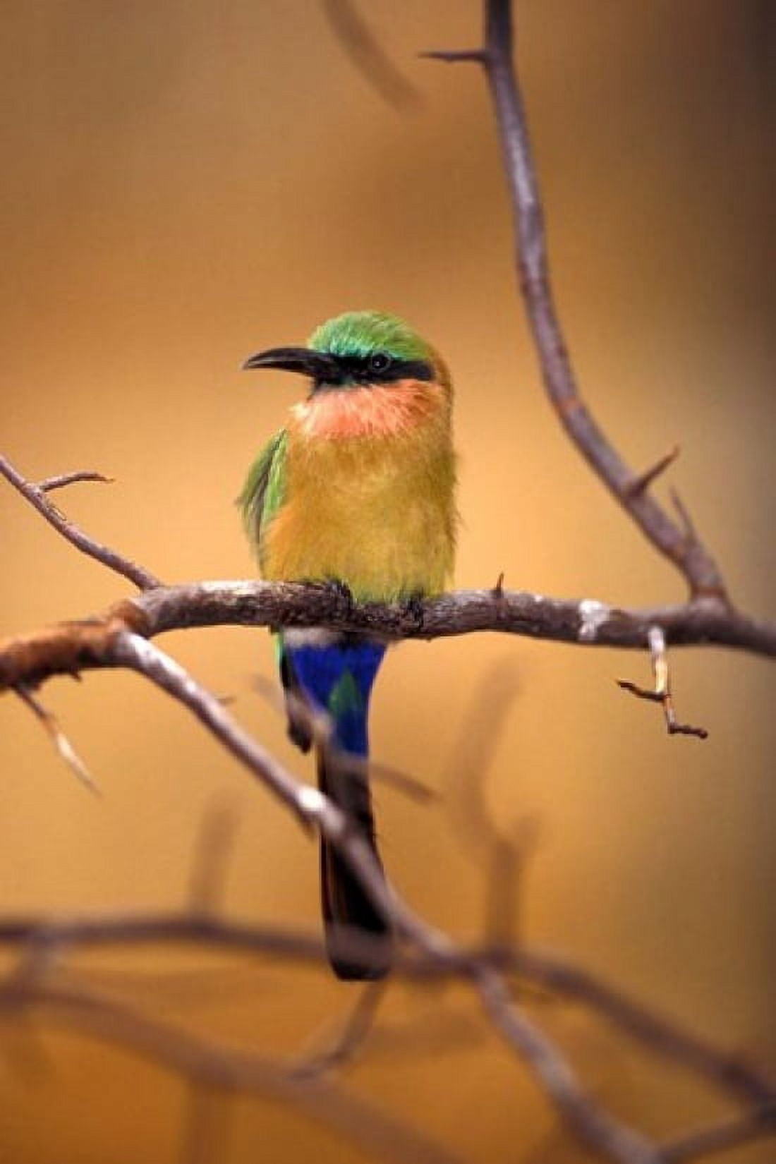 Kenya Red-throated bee eater bird- Canvas Art - Adam Jones DanitaDelimont (24 x 36)