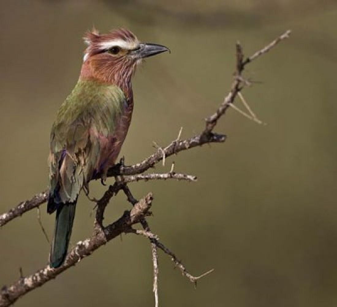 Kenya Rufous-crowned roller bird on limb Canvas Art - Jaynes Gallery DanitaDelimont (35 x 32)