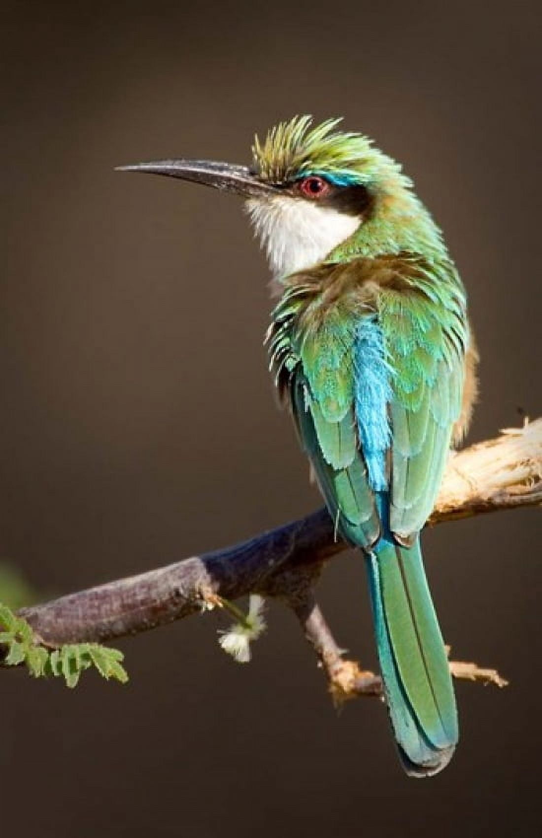 Kenya Samburu NR Somali bee-eater tropical bird Canvas Art - Jaynes Gallery DanitaDelimont (22 x 34)