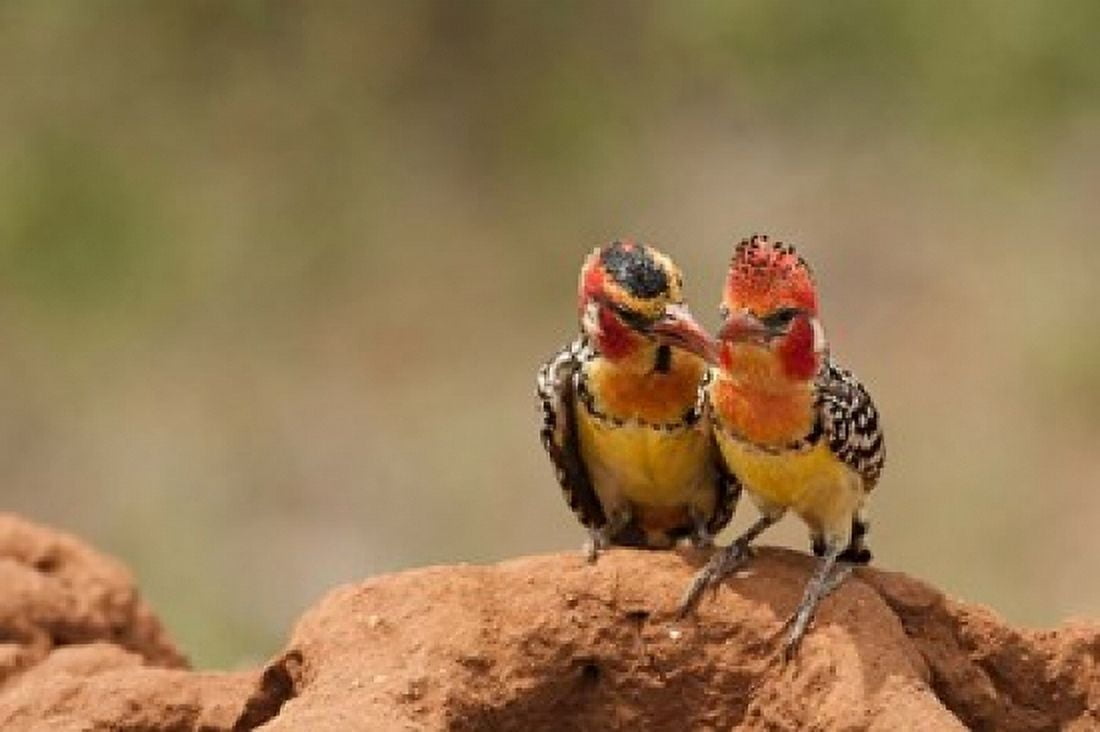 Kenya Samburu Red-Yellow Barbet bird Canvas Art - Joe & Mary Ann McDonald DanitaDelimont (26 x 18)