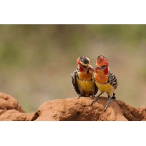 Kenya Samburu Red-Yellow Barbet bird Canvas Art - Joe & Mary Ann McDonald DanitaDelimont (26 x 18)