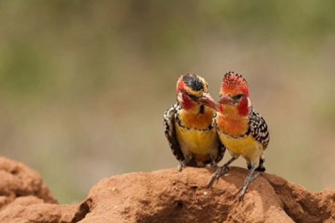 Kenya Samburu Red-Yellow Barbet bird Canvas Art - Joe & Mary Ann McDonald DanitaDelimont (36 x 24)