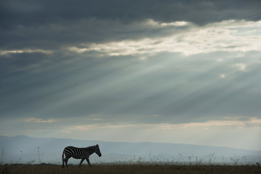 Kenya Side view of zebra in Ol Pejeta Conservancy Laikipia County Canvas Art - Ian Cumming Design Pics (19 x 12)