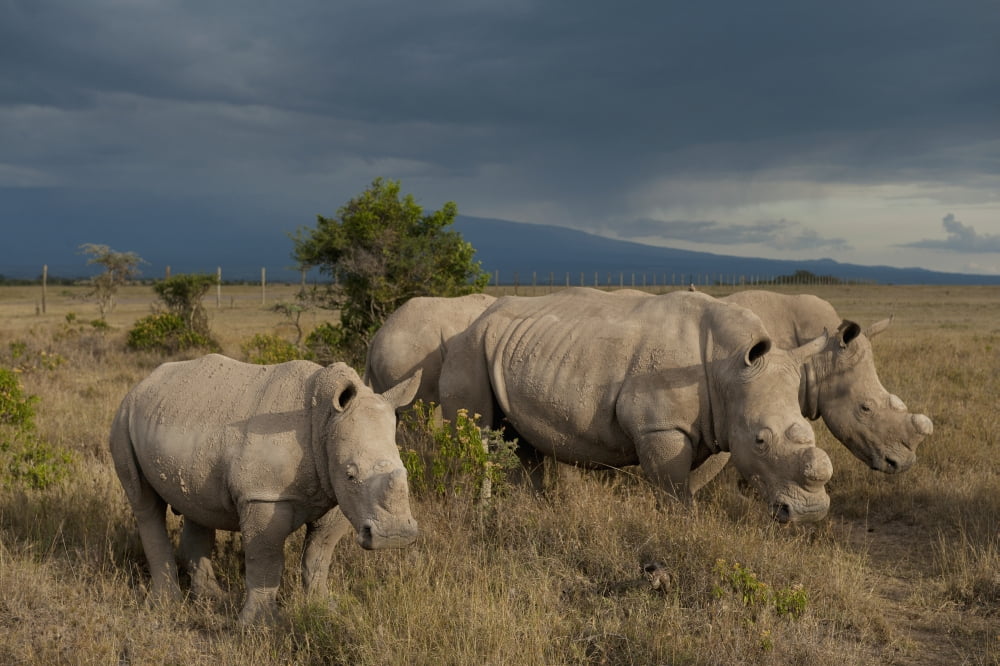 Kenya Southern White Rhinos in Ol Pejeta Conservancy Laikipia Country Canvas Art - Ian Cumming Design Pics (19 x 12)