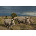 thumbnail image 1 of Kenya, Southern White Rhinos in Ol Pejeta Conservancy; Laikipia Country Poster Print (19 x 12), 1 of 3