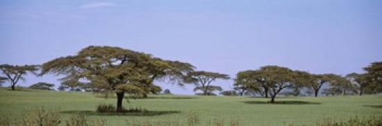 Kenya View of trees in flat grasslands Canvas Art - Panoramic Images (36 x 12)