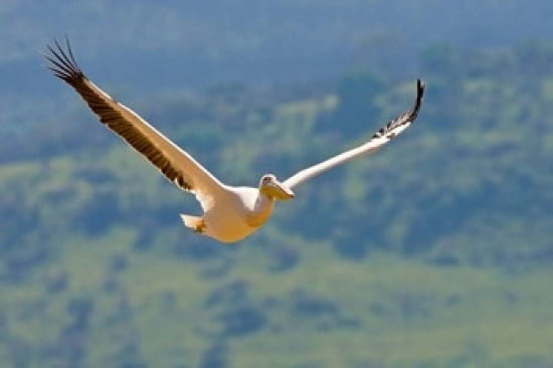 Kenya White Pelican in flight at Lake Nakuru Canvas Art - Ralph H Bendjebar DanitaDelimont (17 x 11)