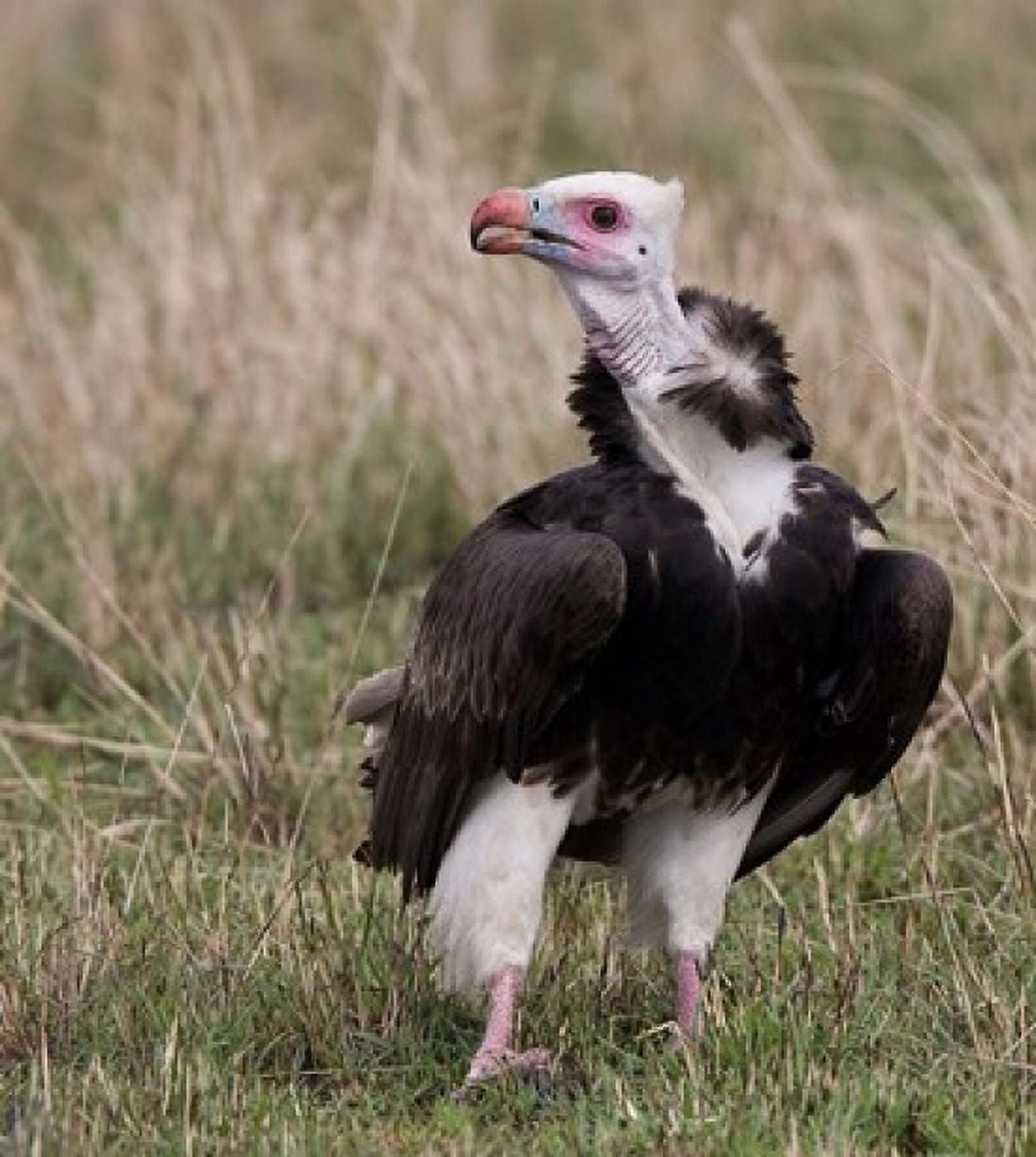 Kenya White-headed vulture standing in grass Canvas Art - Jaynes Gallery DanitaDelimont (32 x 35)