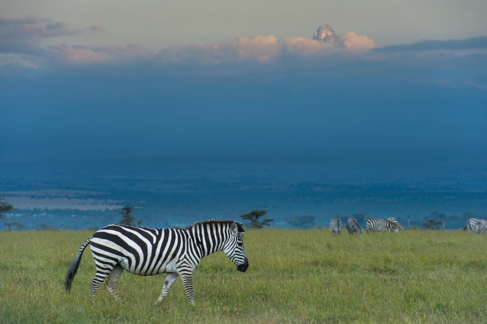 Kenya Zebras on grassy hill in front of Mt Kenya at dusk in Ol Pejeta Conservancy Laikipia County Canvas Art - Ian Cumming Design Pics (19 x 12)