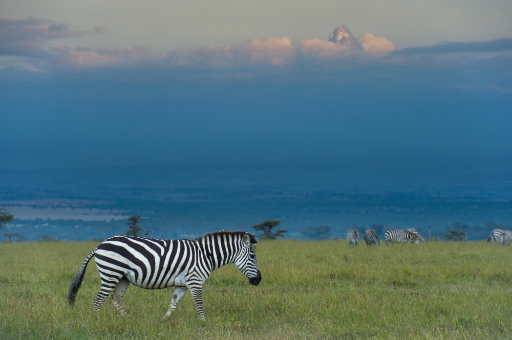 Kenya Zebras on grassy hill in front of Mt Kenya at dusk in Ol Pejeta Conservancy Laikipia County Canvas Art - Ian Cumming Design Pics (38 x 24)