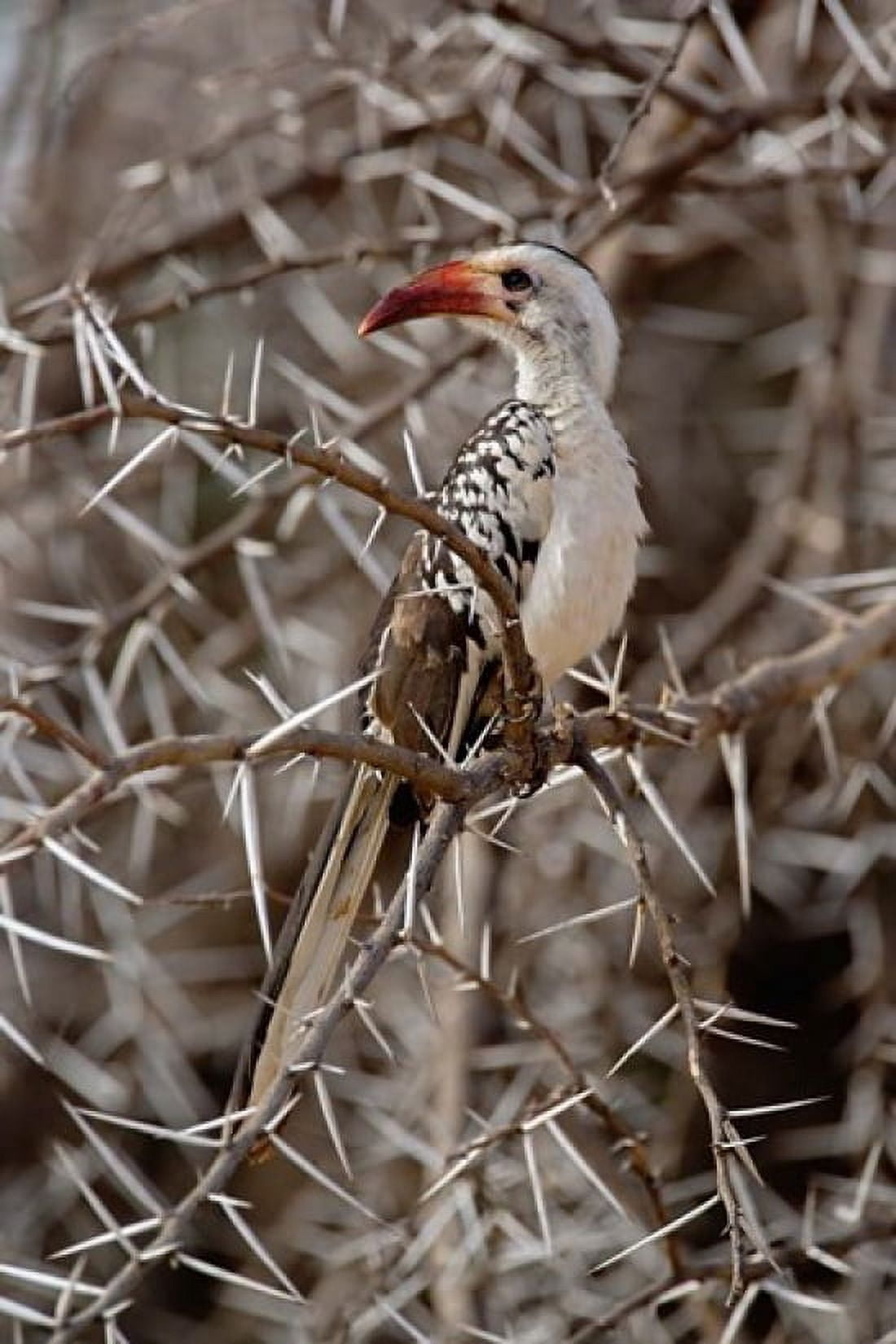Kenya-billed Hornbill Samburu Game Reserve Kenya Canvas Art - Adam Jones DanitaDelimont (23 x 35)