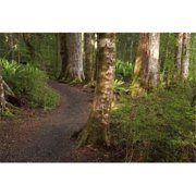 Kepler Track Fjordland National Park South Island New Zealand Poster Print by David Wall - 34 x 23 in.