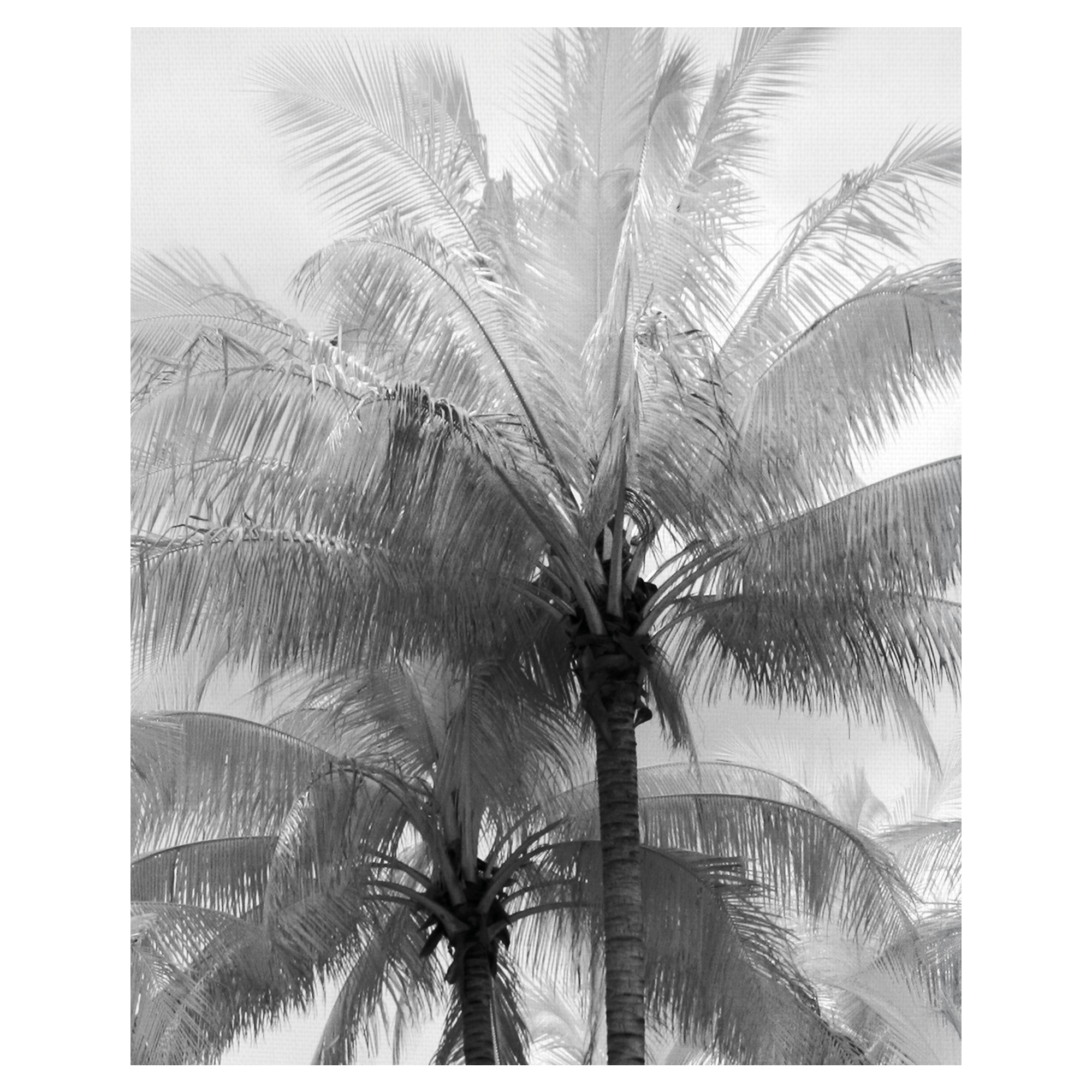 Kerala Focus by Bill Philip Palm Trees Photo Canvas Art