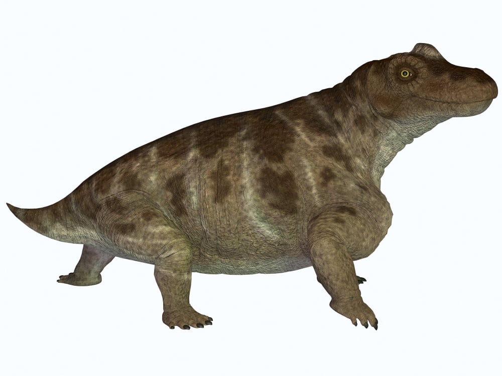 Keratocephalus a semi-aquatic dinosaur from the Permian Age Canvas Art - Corey FordStocktrek Images (17 x 13)