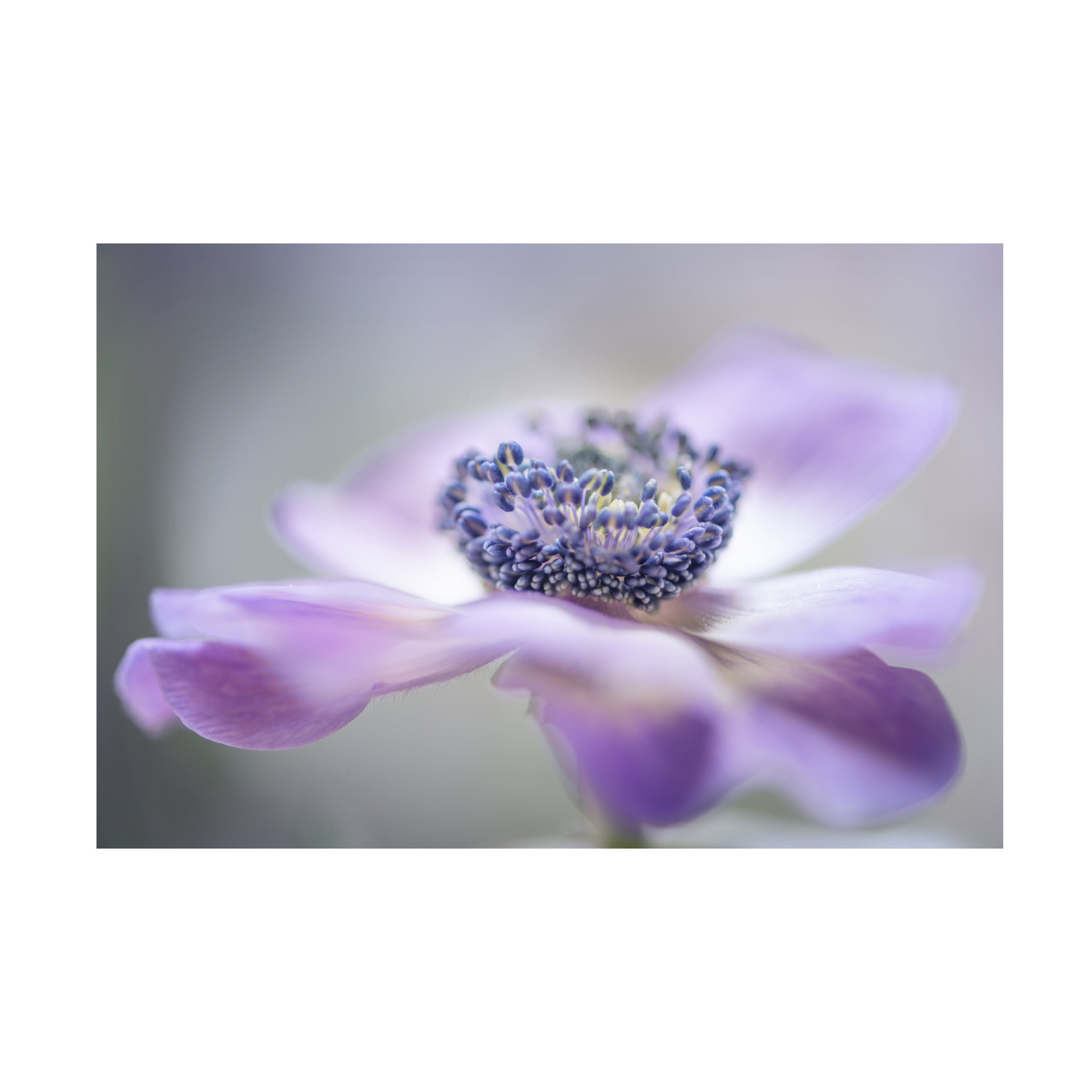 Keren Or 'Purple Flower' Canvas Art