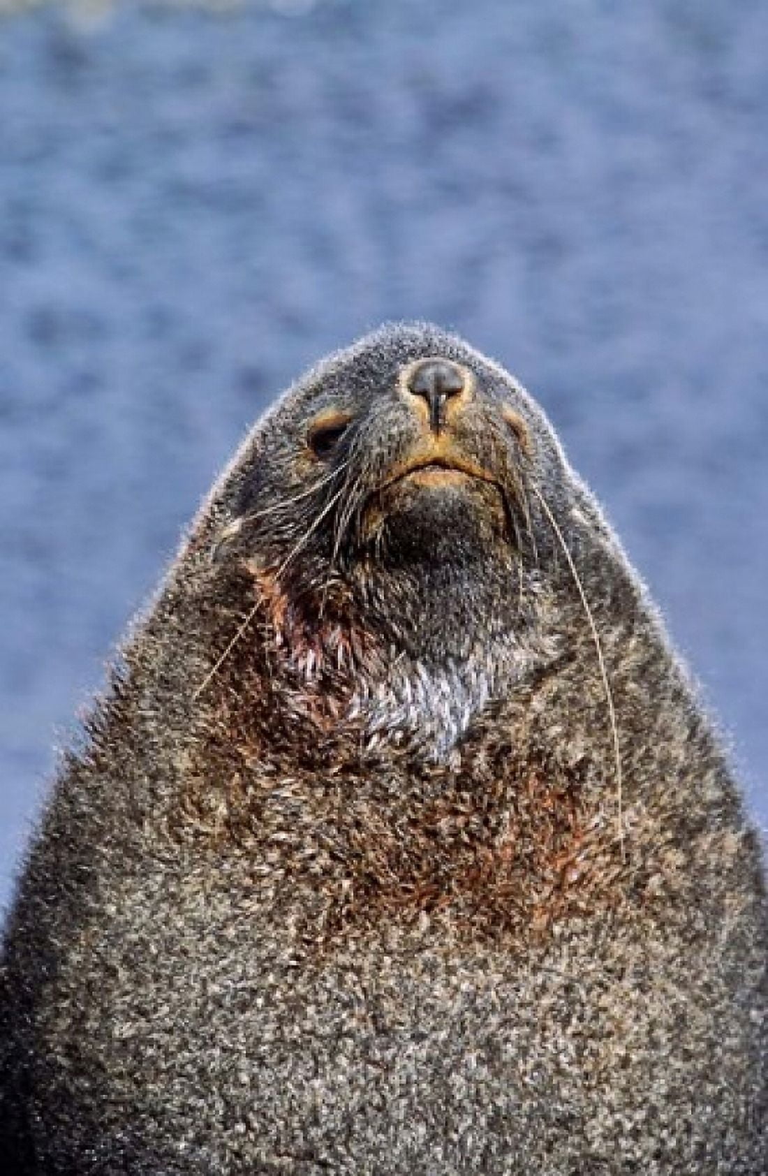 Kerguelen Fur Seal Antarctic Fur Seal South Georgia Sub-Antarctica Canvas Art - Martin Zwick DanitaDelimont (24 x 37)