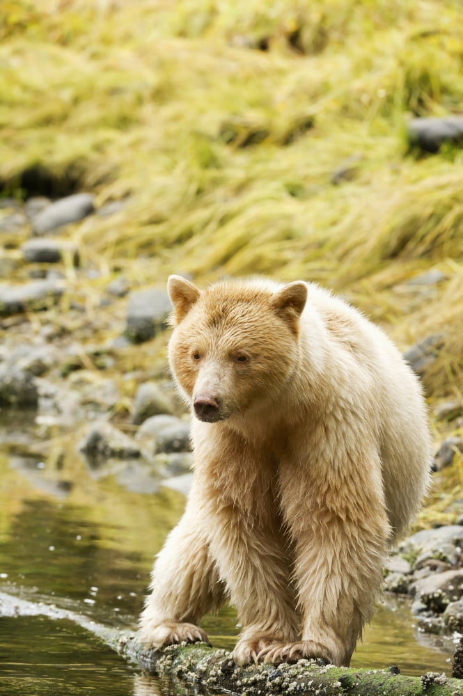 The Kermode Bear (Ursus americanus kermodei) along the coast of the Great Bear Rainforest British Columbia Canada Canvas Art - Daisy Gilardini Design Pics (12 x 19)