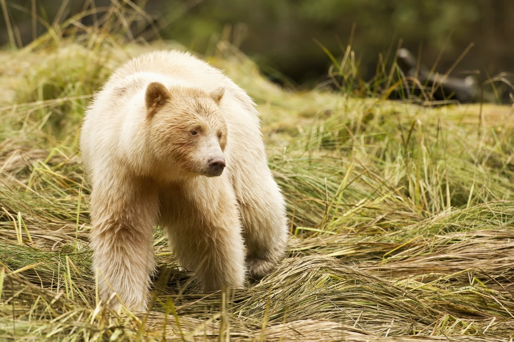 The Kermode Bear (Ursus americanus kermodei) along the coast of the Great Bear Rainforest British Columbia Canada Canvas Art - Daisy Gilardini Design Pics (19 x 12)