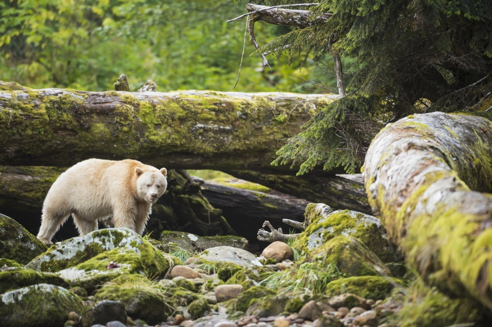 The Kermode Bear (Ursus americanus kermodei) along the coast of the Great Bear Rainforest British Columbia Canada Canvas Art - Daisy Gilardini Design Pics (38 x 24)