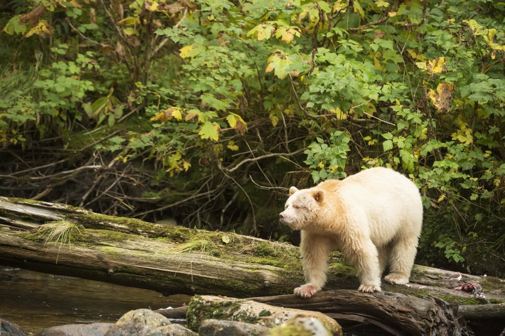 The Kermode Bear (Ursus americanus kermodei) fishing for salmon along the coast of the Great Bear Rainforest British Columbia Canada Canvas Art - Daisy Gilardini Design Pics (19 x 12)