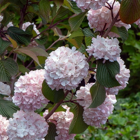 Kern’s Pink Snowball Viburnum Shrub – Large Pink Spring Blooms for Landscape Color