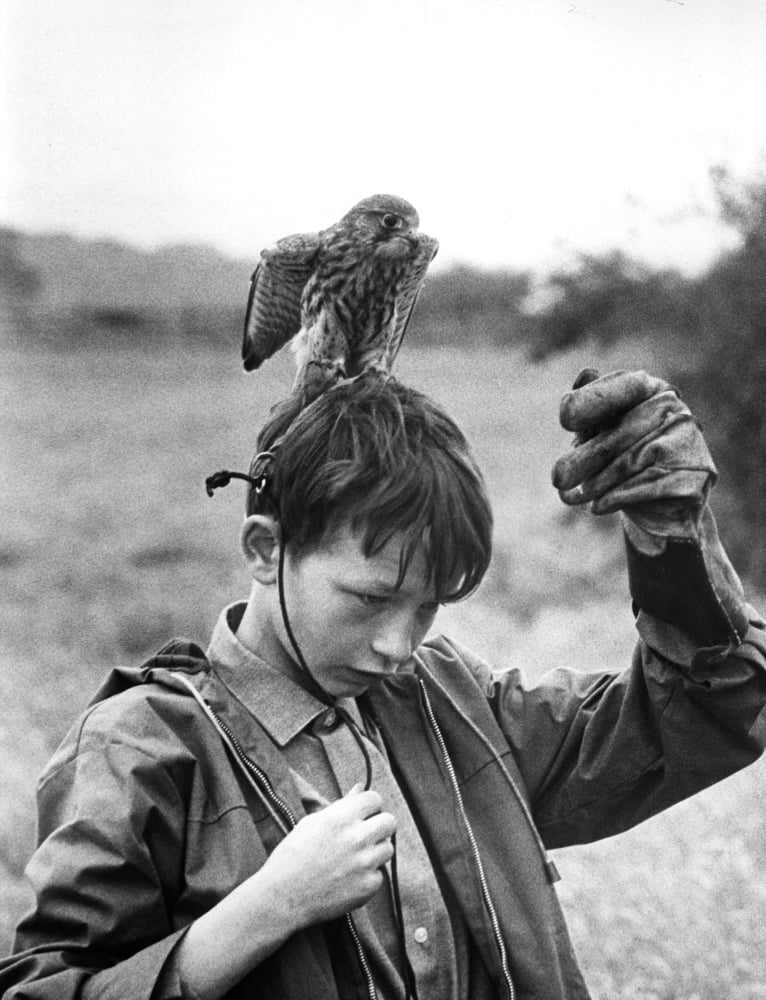 Kes Canvas Art - (16 x 20)