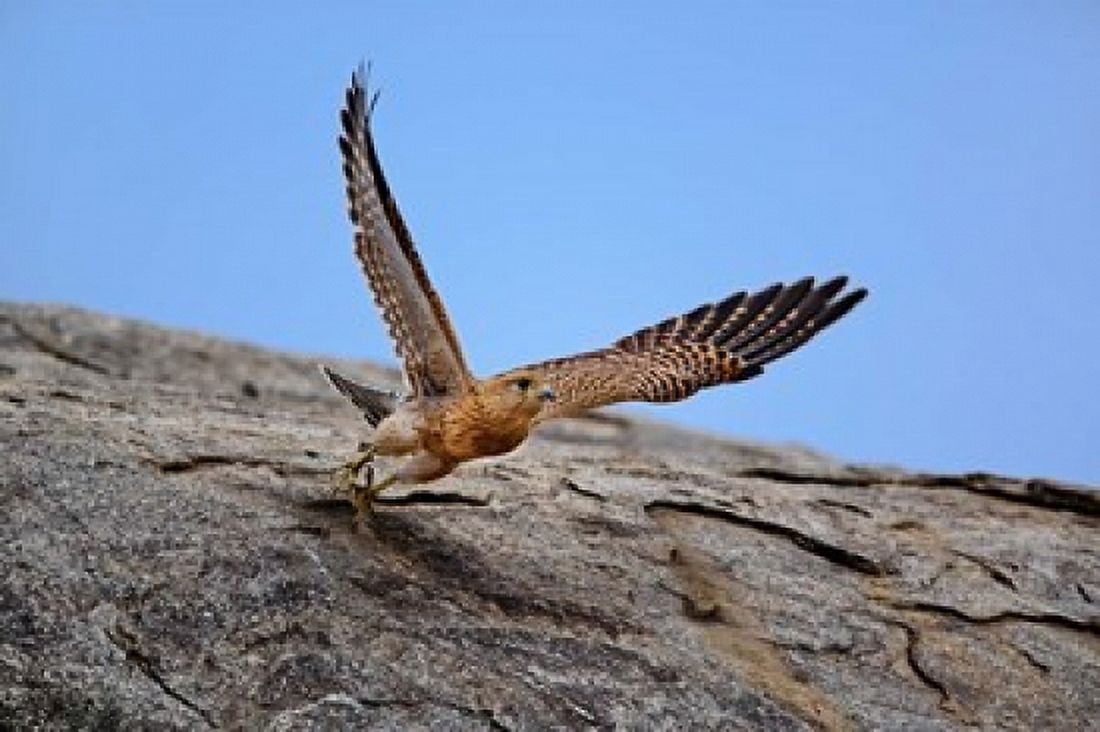 Kestrel Serengeti National Park Tanzania Canvas Art - Adam Jones DanitaDelimont (35 x 23)