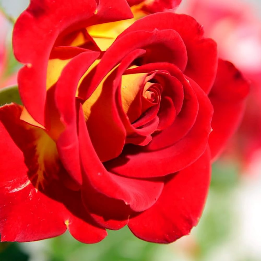 Ketchup & Mustard Floribunda Rose Bareroot Bright Red and Dark