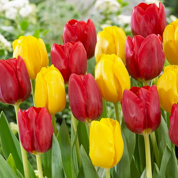 Ketchup and Mustard Tulip Duo Flower Bulbs - 30 Bulbs per Pack - Good as Cut Flowers - Good For Indoor Forcing - Easy to Grow Live Plants - Outdoor Garden