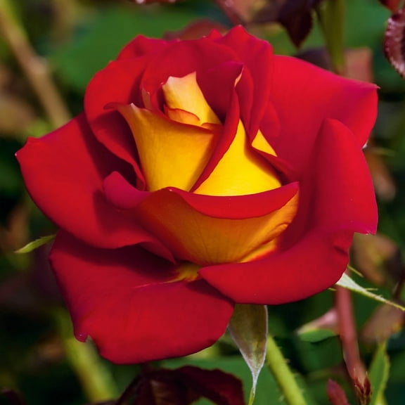Ketchup and Mustard Dormant Bare Root Floribunda Rose, Includes one dormant plant per order