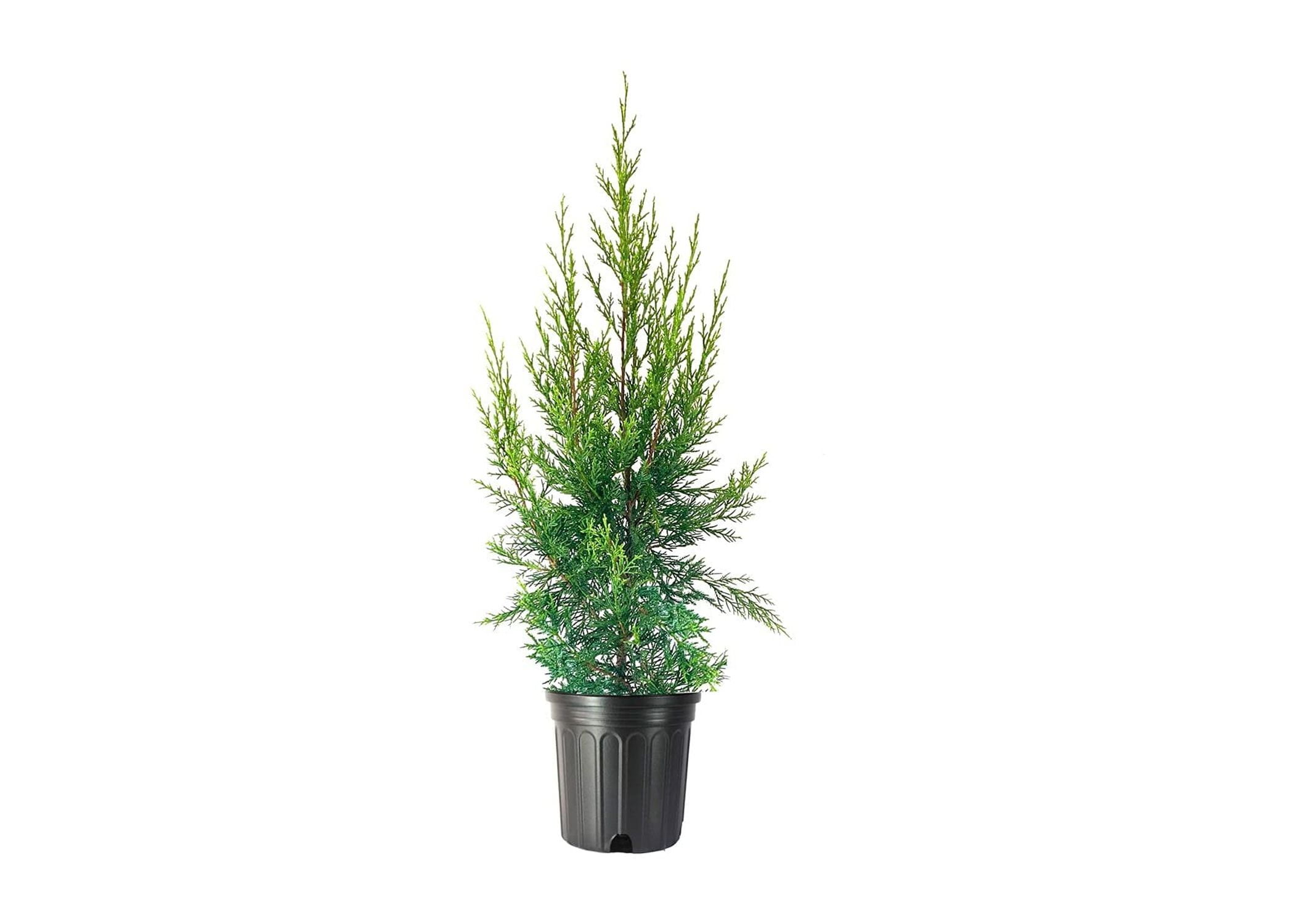 人気商品・限定商品ばかりの「超得 半額福袋」が販売開始 Keteleeri Juniper 1 Live Gallon Size Tree Juniperus 野菜