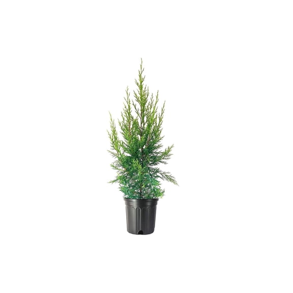 Keteleeri Juniper  1 Live Gallon Size Tree  Juniperus Chinensis  Drought Tolerant Cold Hardy Evergreen Plant