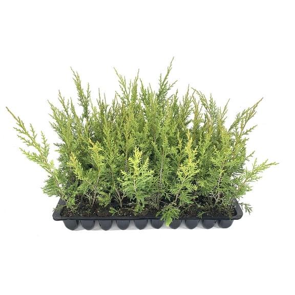 Keteleeri Juniper - 3 Live Trees - Juniperus Chinensis