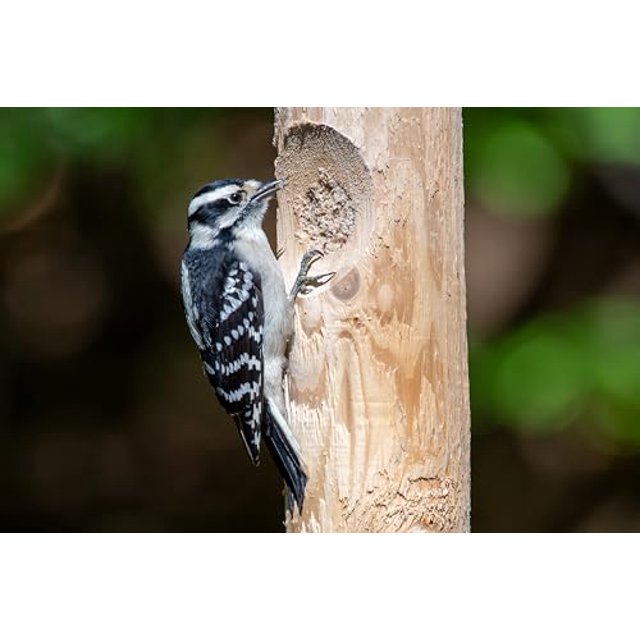 Kettle Moraine Large Cedar Suet Log Feeder for Woodpeckers and