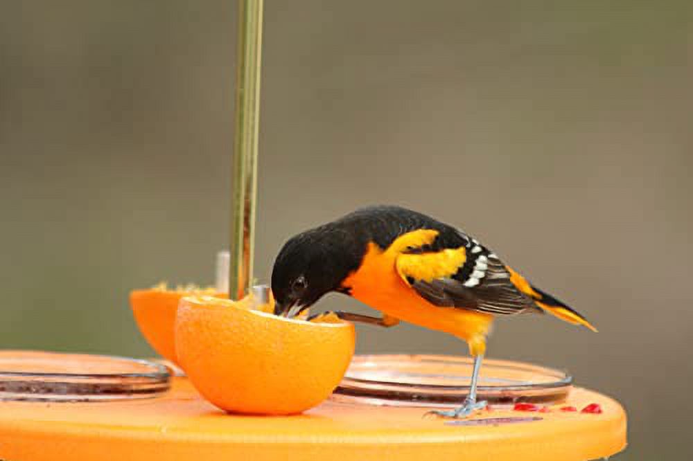 Kettle Moraine Super Oriole Recycled Orange Fruit, Jelly, Mealworm Bird