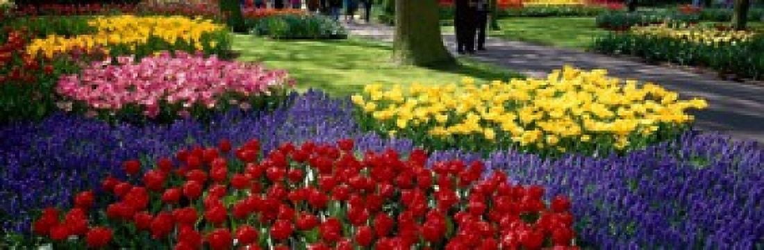 Keukenhof Garden Lisse The Netherlands Canvas Art - Panoramic Images (18 x 6)
