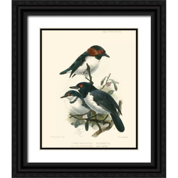 Keulemans, J.C. 15x18 Black Ornate Wood Framed with Double Matting Museum Art Print Titled - Birds in Nature IV