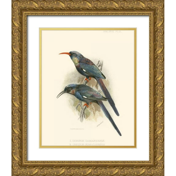 Keulemans, J.C. 26x32 Gold Ornate Wood Framed with Double Matting Museum Art Print Titled - Birds in Nature III