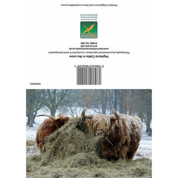 Kevin Milner Highland Cattle In The Snow Christmas Card
