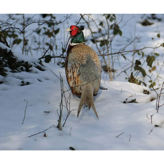Kevin Milner Pheasant In The Snow Christmas Card