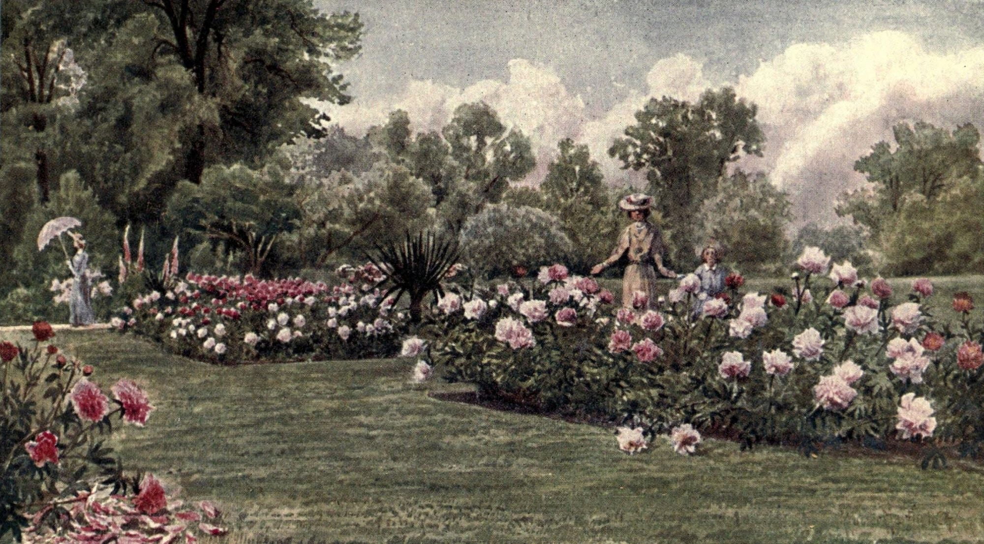 Kew Gardens 1908 Peonies Canvas Art - T Mower Martin (18 x 24)