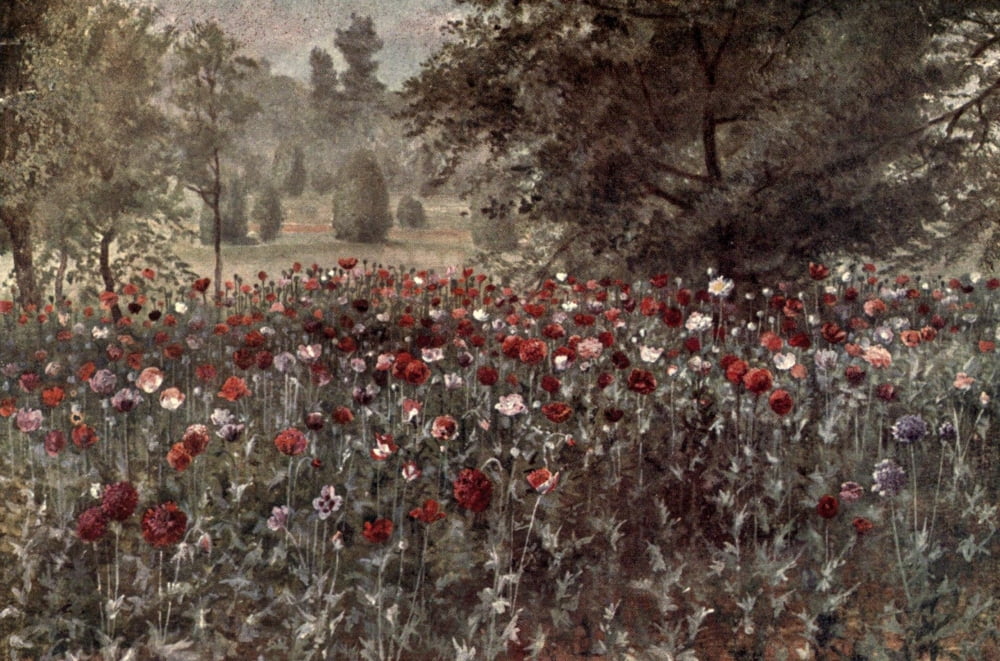 Kew Gardens 1908 Poppy Beds Canvas Art - T Mower Martin (24 x 36)